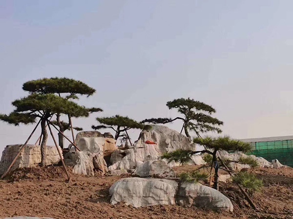 草坪石